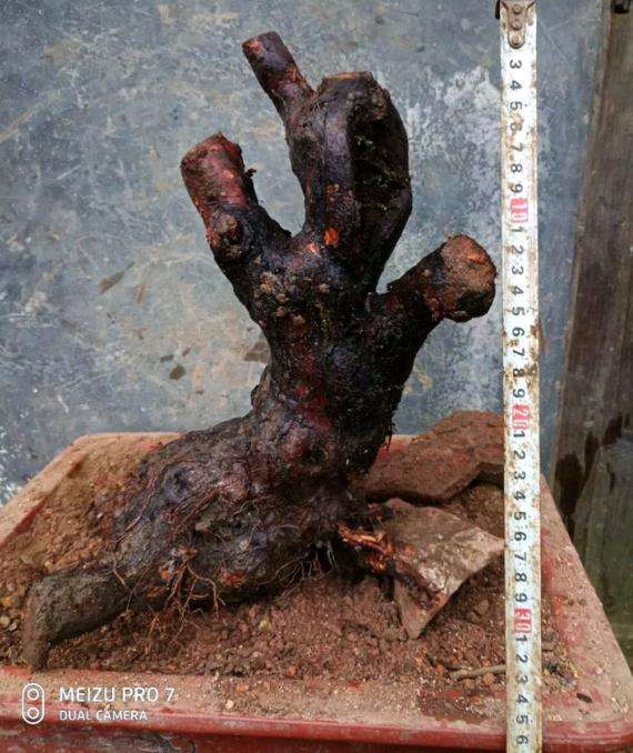 山木香下山桩怎么嫁接月季的记录贴