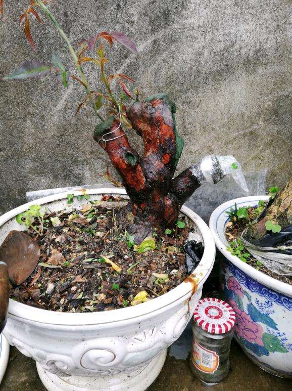 山木香下山桩怎么嫁接月季的记录贴