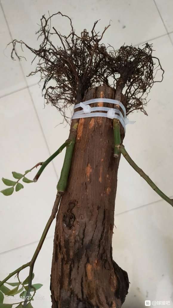 为什么山木香下山桩