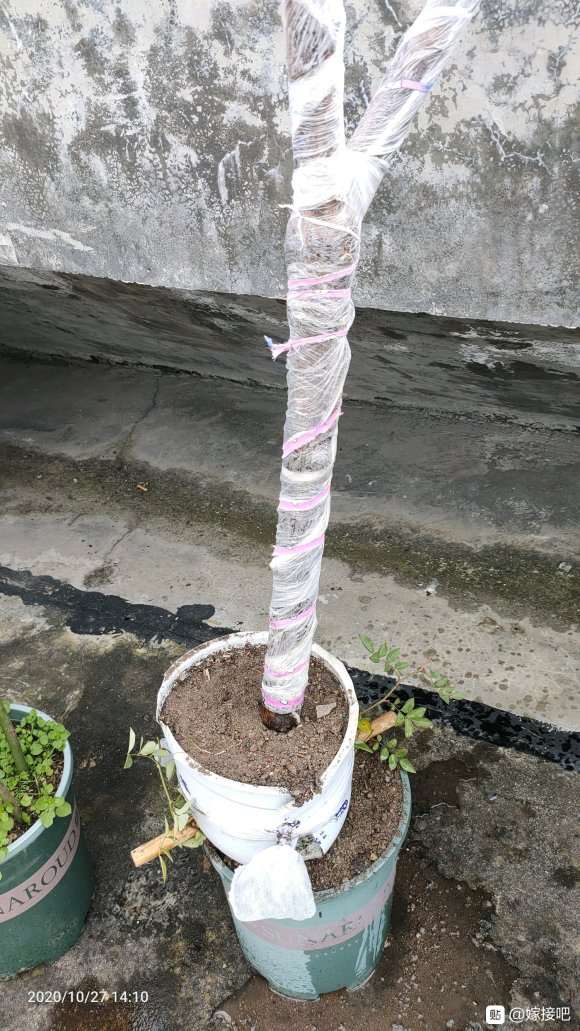 为什么山木香下山桩