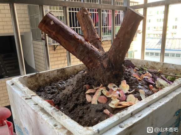 12月山木香下山桩可以直接嫁接吗