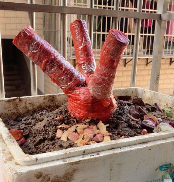 12月山木香下山桩可以直接嫁接吗