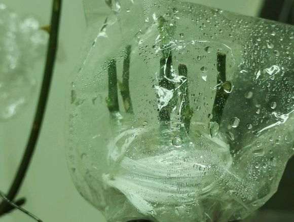 怎么用插皮接嫁接山木香下山桩