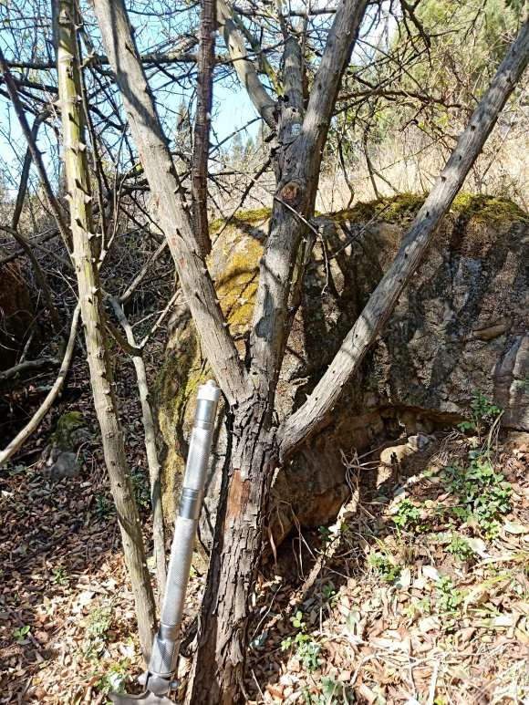 山木香下山桩可以嫁接月季吗