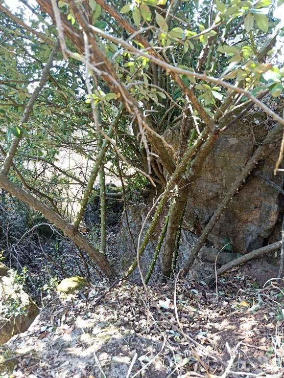 山木香下山桩可以嫁接月季吗