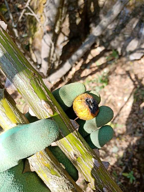 山木香下山桩可以嫁接月季吗