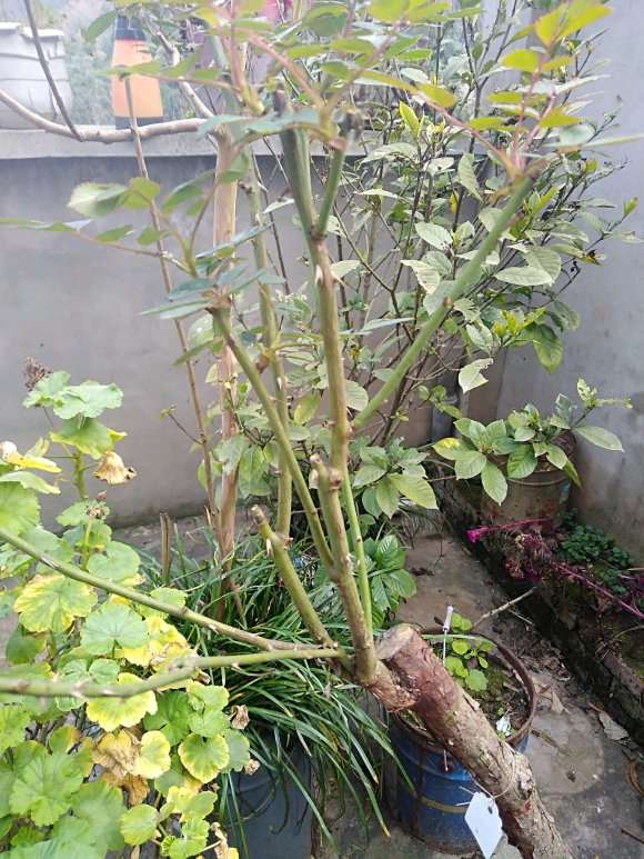 黄金庆典嫁接到山木香下山桩