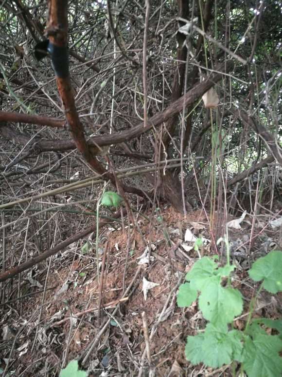 为什么山木香下山桩嫁接