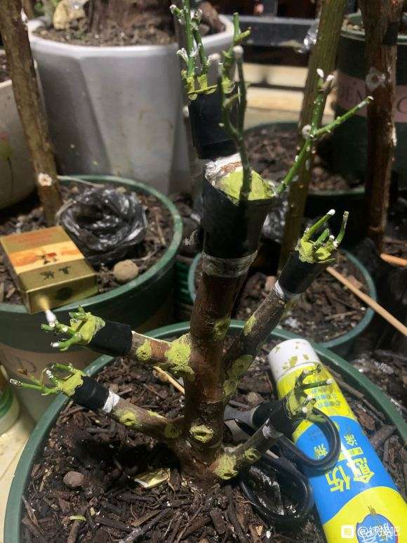 山木香下山桩怎么嫁接 成活率高