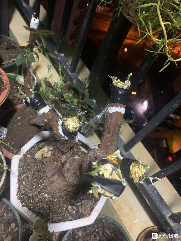 山木香下山桩怎么套袋嫁接 成活率高