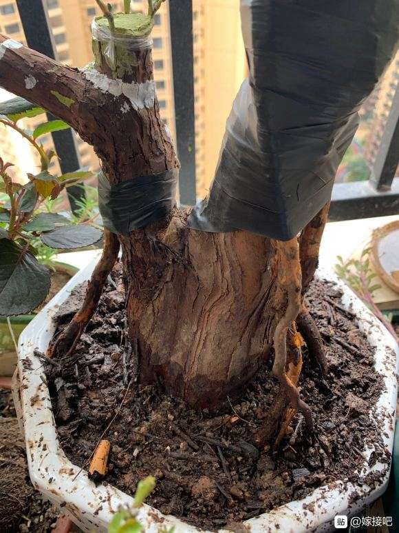 山木香下山桩怎么套袋嫁接 成活率高