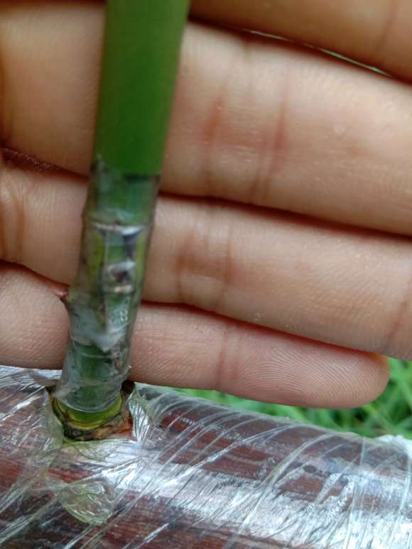 山木香下山桩芽接月季