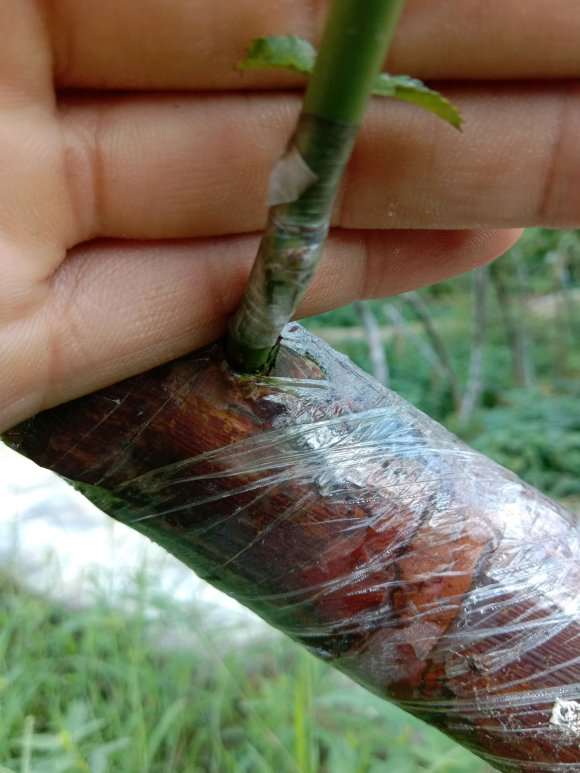 山木香下山桩芽接月季