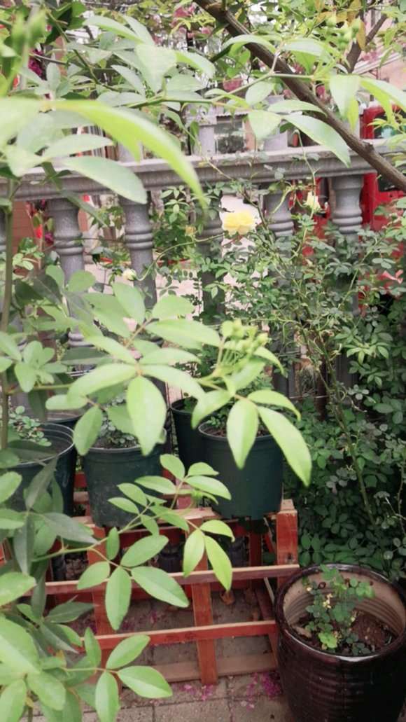 山木香下山桩3年了不开花