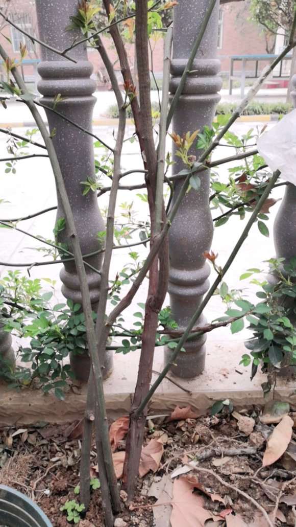 山木香下山桩3年了不开花