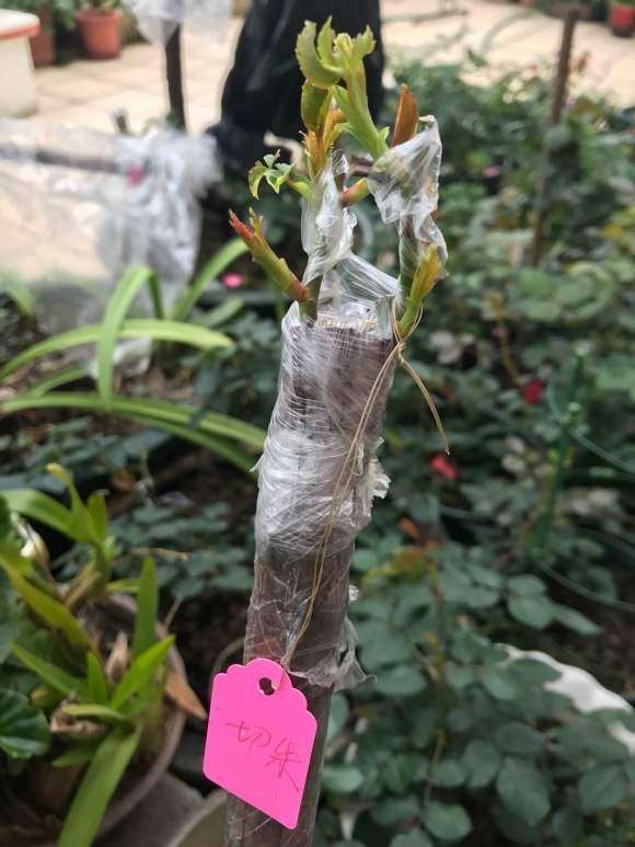 嫁接山木香下山桩 亲和度好的品种