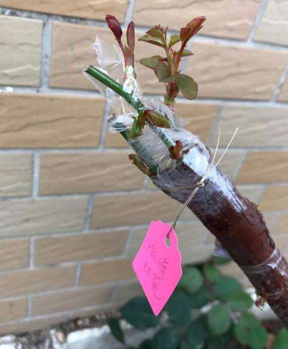 嫁接山木香下山桩 亲和度好的品种