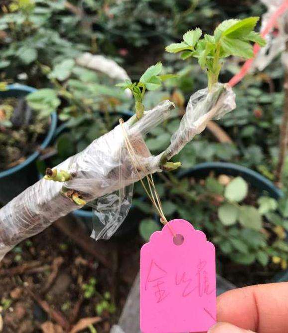 嫁接山木香下山桩 亲和度好的品种