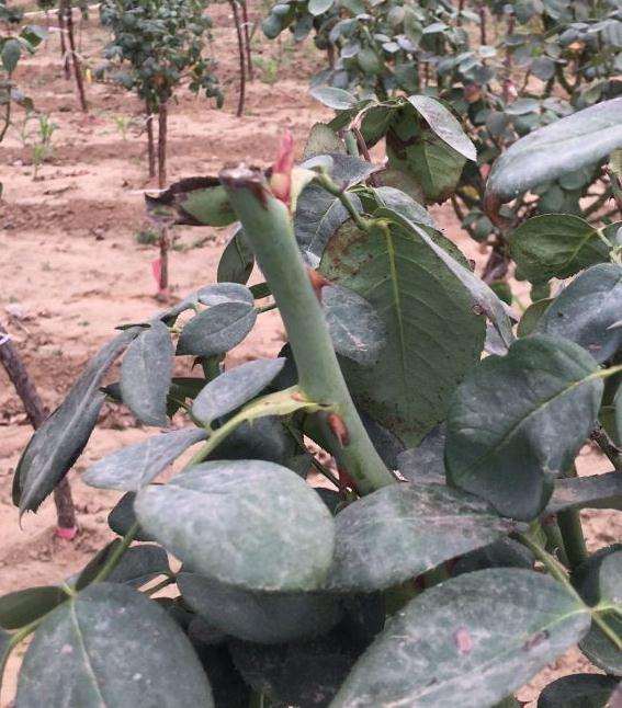 北方山木香下山桩怎么嫁接月季的方法