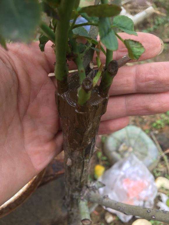 嫁接月季下山桩用山木香好