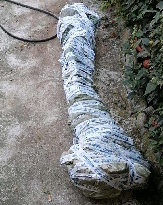 出售3年山木香下山桩