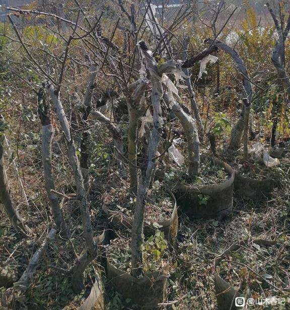 出售3年山木香下山桩