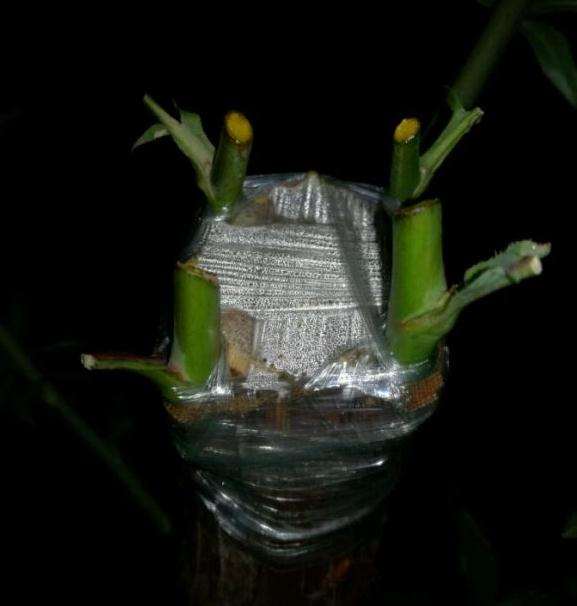 山木香下山桩嫁接月季套袋12天 图片