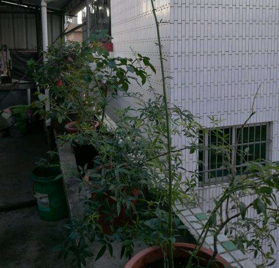 为什么山木香下山桩