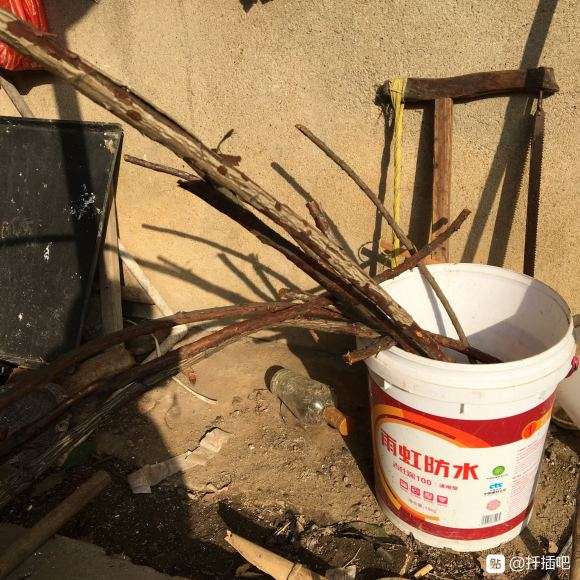 山木香下山桩嫁接月季花