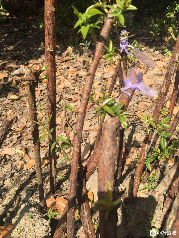 山木香下山桩嫁接月季花