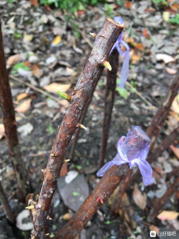 山木香下山桩嫁接月季花