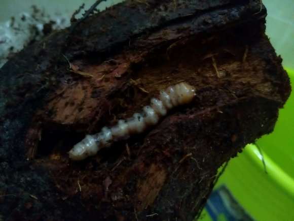 山木香下山桩怎么防治害虫的方法