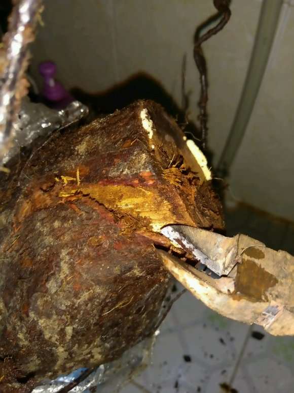 山木香下山桩怎么防治害虫的方法