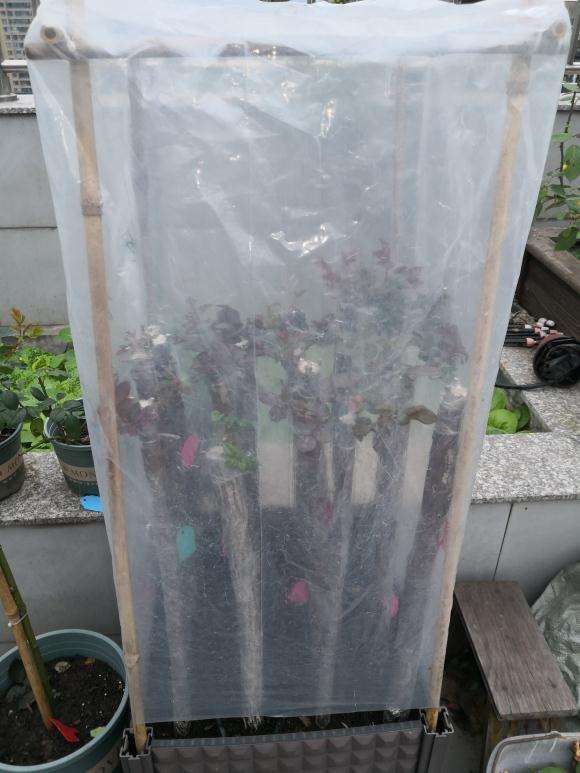 扦插嫁接的山木香下山桩