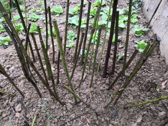 扦插15天的蔷薇下山桩发芽了