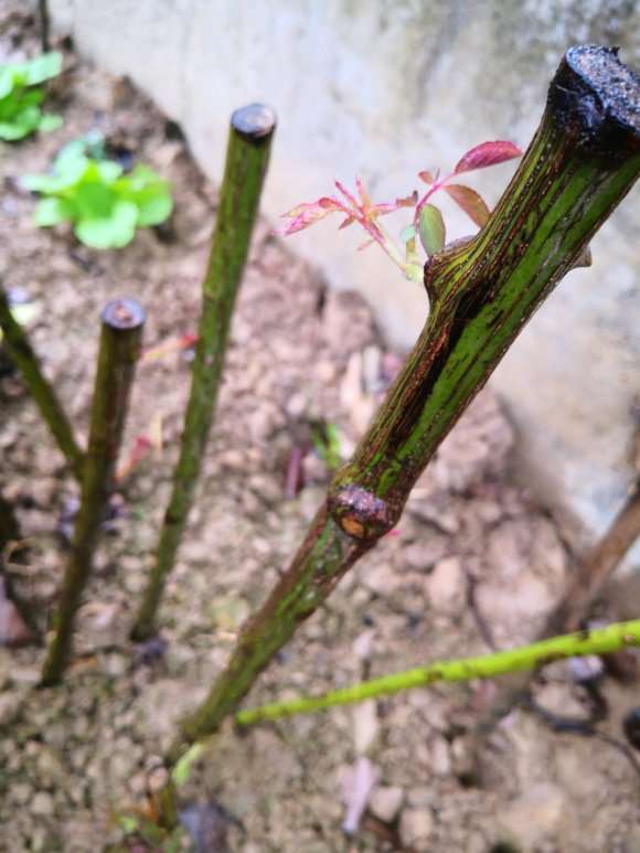 扦插15天的蔷薇下山桩发芽了