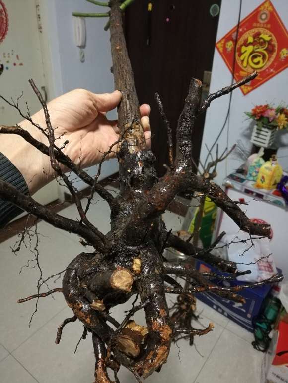 蔷薇下山桩好直