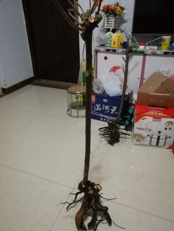 蔷薇下山桩好直