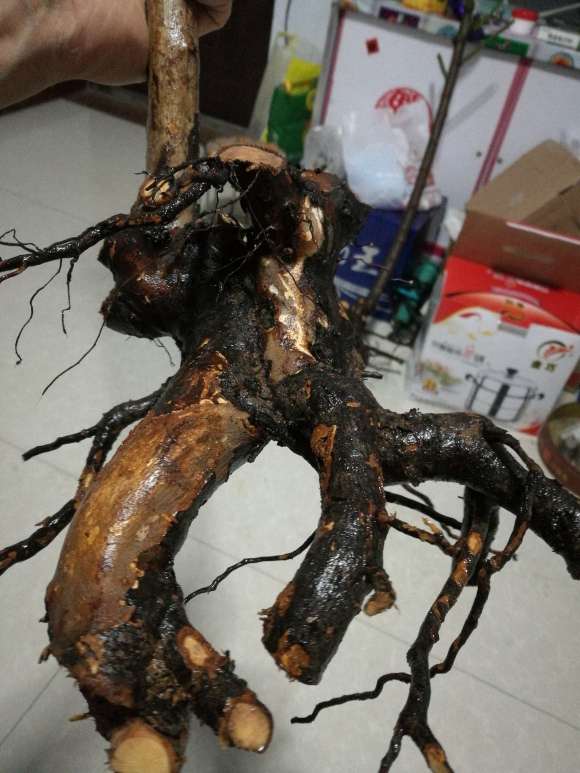 蔷薇下山桩好直
