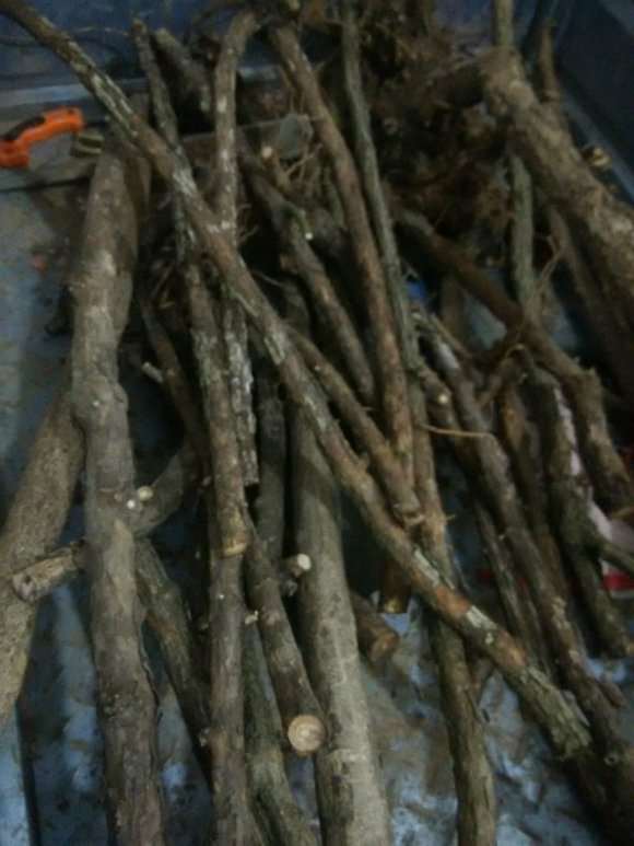 蔷薇下山桩和杆子 自己弄的