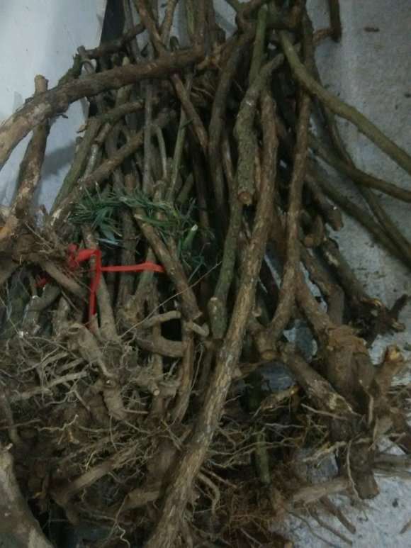 蔷薇下山桩和杆子 自己弄的