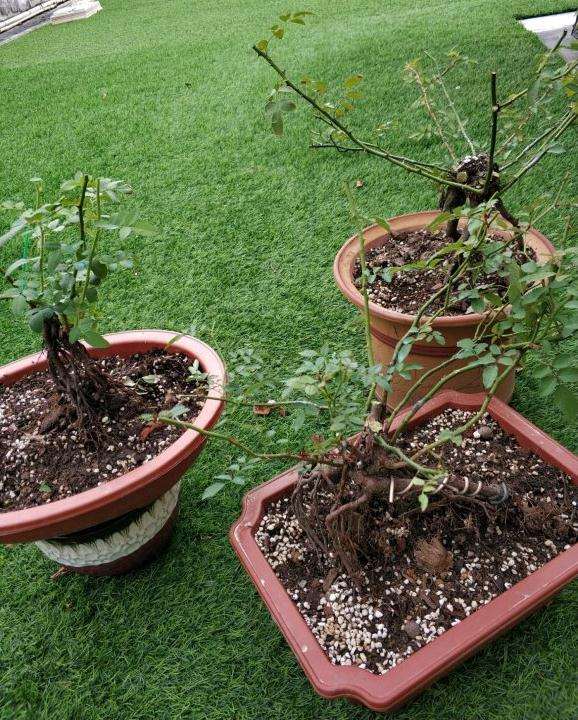 蔷薇下山桩接啥品种