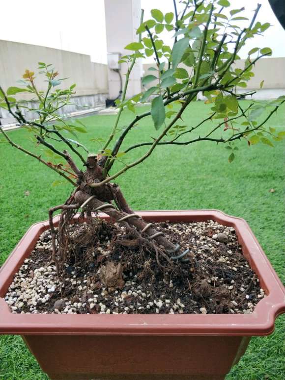 蔷薇下山桩接啥品种