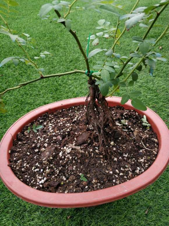 蔷薇下山桩接啥品种