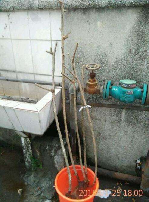 蔷薇下山桩 杆不粗 但比较直 图片