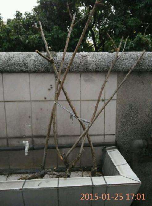 蔷薇下山桩 杆不粗 但比较直 图片