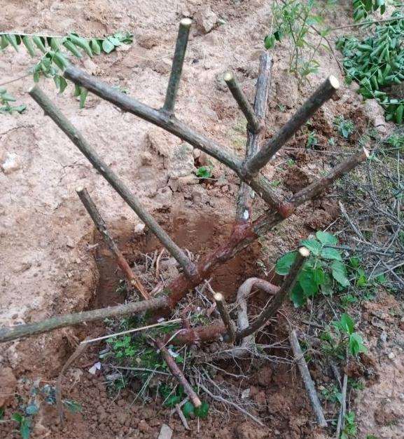 挖点蔷薇下山桩不容易