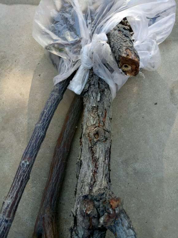 老蔷薇下山桩发芽了