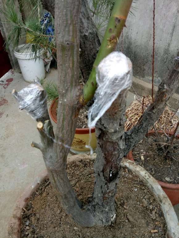 老蔷薇下山桩发芽了