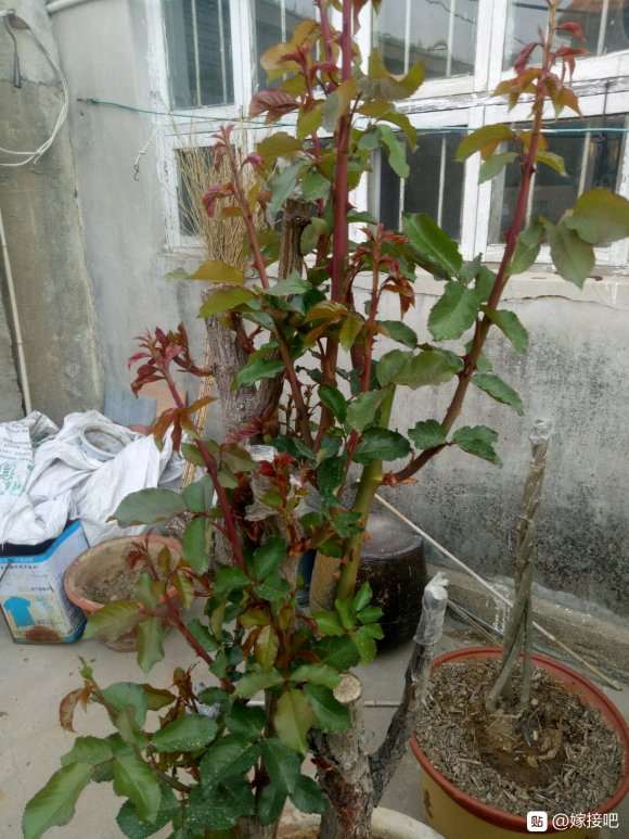 老蔷薇下山桩发芽了